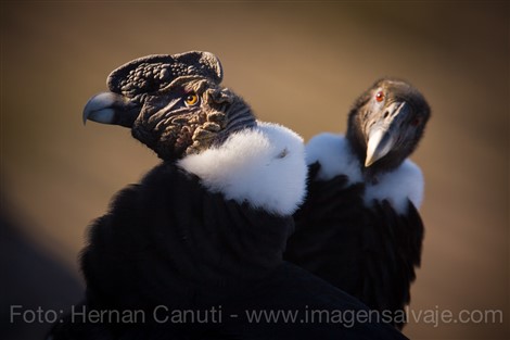 Image title Image description