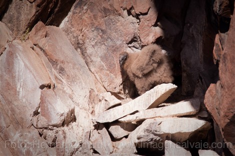 Image title Image description