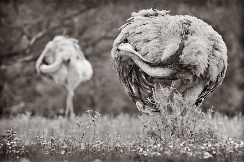 Inmaduro aguila mora